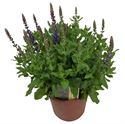 Afbeelding van Salvia P19 ost friesland imp blue